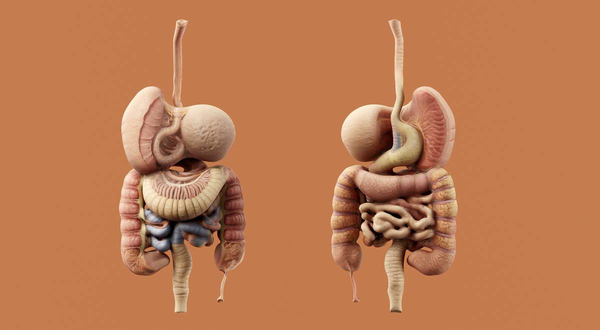 illustration showing digestive health gut nutrition gut lining repair process with nutrient support