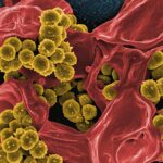 Gut Biome Booster Digestive How Would: 7 Proven Ways to Avoid Painful Mistakes