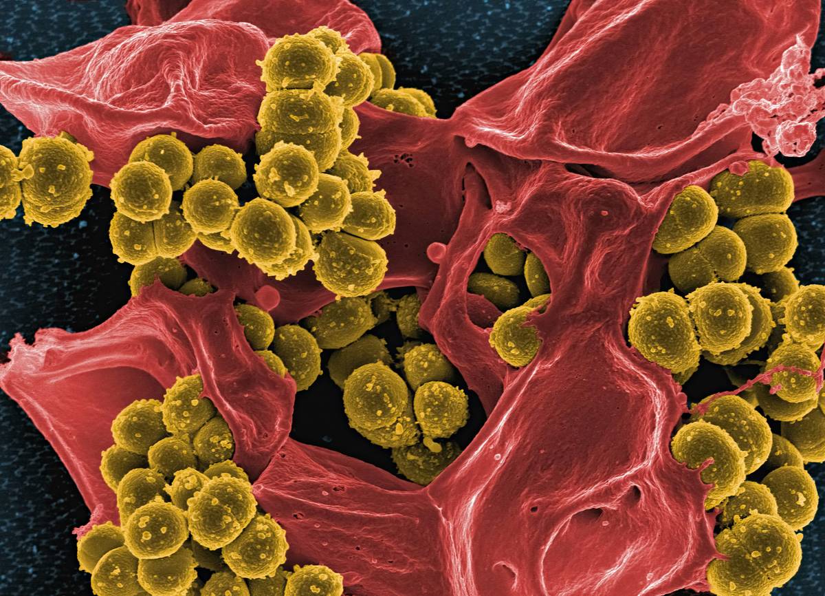 Gut Biome Booster Digestive How Would: 7 Proven Ways to Avoid Painful Mistakes